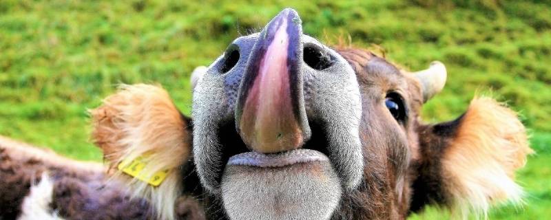 牛的舌头有什么特点（牛的舌头是什么样的）