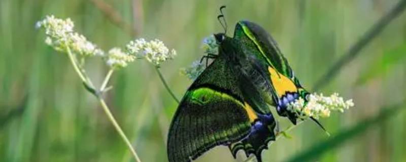 金斑喙凤蝶的特点 金斑喙凤蝶与金带喙凤蝶