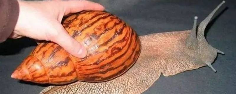 蜗牛壳是怎么形成的（蜗牛壳是怎样形成的）