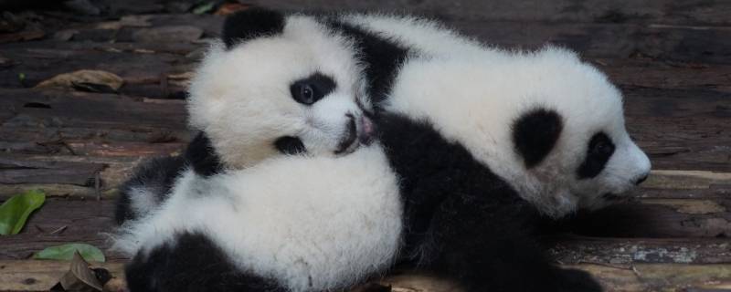 大熊猫和小熊猫有什么区别（大熊猫和小熊猫有什么区别?）