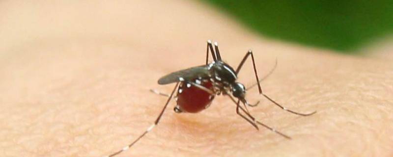蚊子的作用和价值 蚊子的药用价值