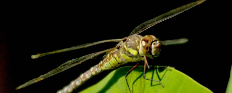 蜻蜓是人类的什么 蜻蜓是人类的什么?