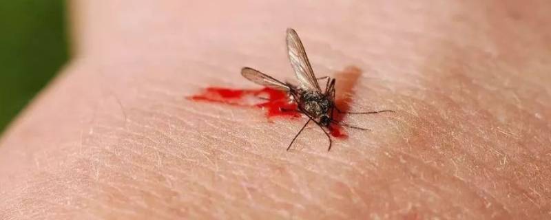 蚊子的特点 蚊子的特点简单介绍