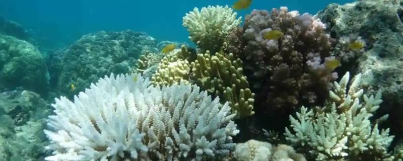 珊瑚的特点 珊瑚的特点简单介绍