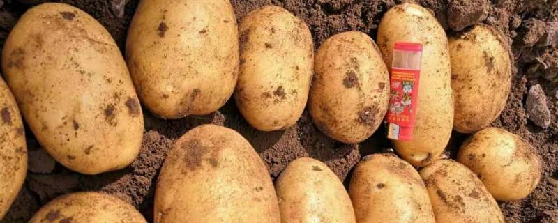 新土豆如何保存方法 新土豆怎么保存方法