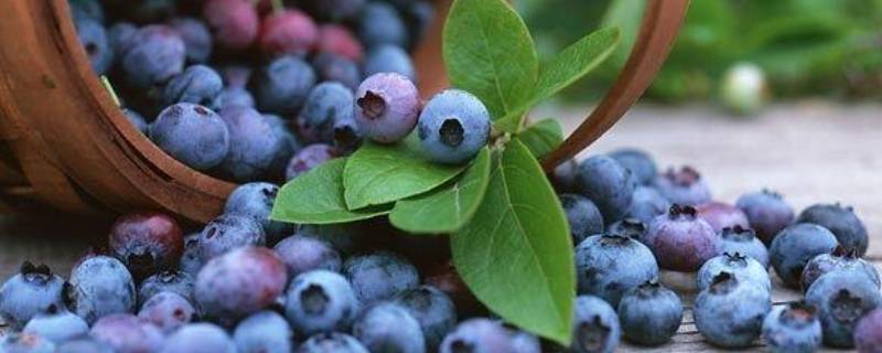 蓝莓能放在冰箱里面吗 蓝莓需要放冰箱里吗
