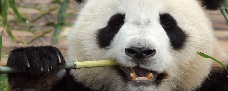 大熊猫的名称是什么 国宝大熊猫的名称是什么