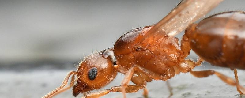 飞蚁寿命多久（飞蚁寿命多长）