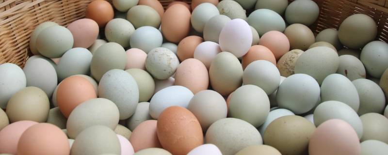 绿鸡蛋和普通鸡蛋的区别 绿鸡蛋好还是白鸡蛋好
