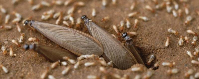 家里有会飞的蚂蚁是怎么回事 家里有飞蚂蚁是什么原因是什么