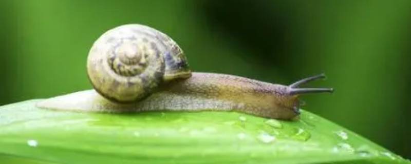 蜗牛吃啥 蜗牛吃啥树叶