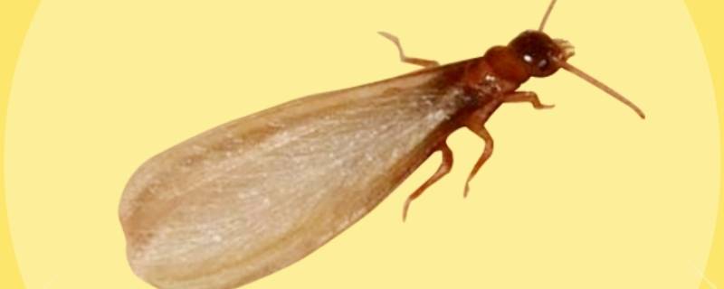 水蚁为什么要弄断翅膀 水蚁掉了翅膀能活多久