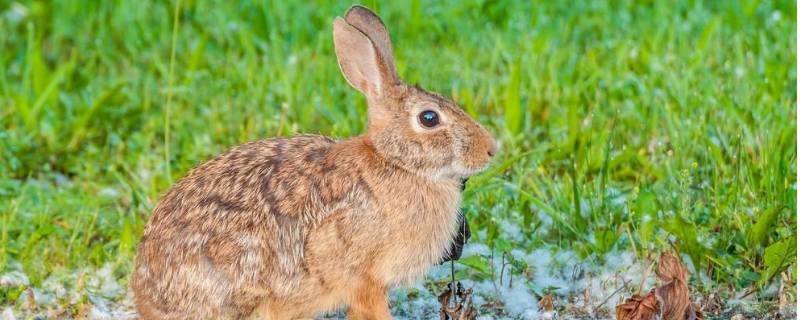 棉尾兔的特点 棉尾兔图片大全