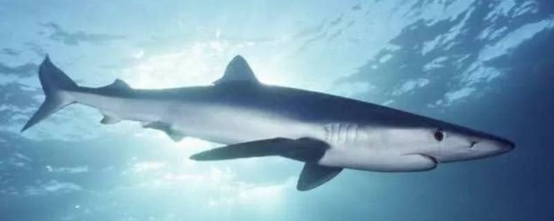 鲨鱼有几种 鲨鱼有几种生殖方式