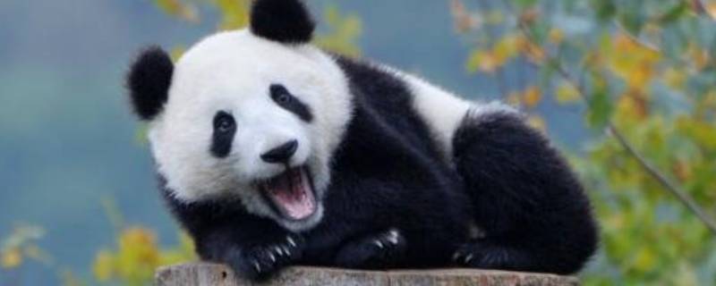 大熊猫是怎样玩耍 大熊猫是怎样玩耍的作文