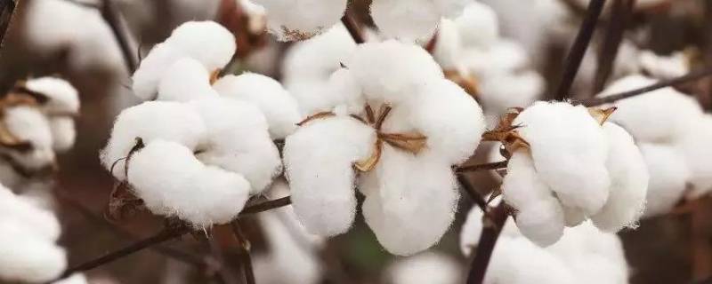 新疆产棉花的地区有哪些 新疆是最大的棉花产区吗