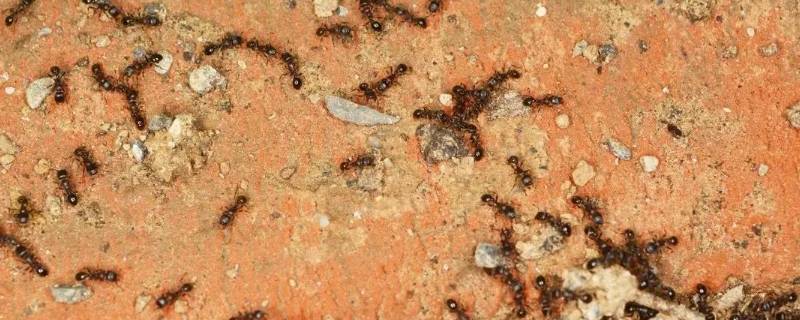 蚂蚁多是什么原因 家里蚂蚁多是什么原因
