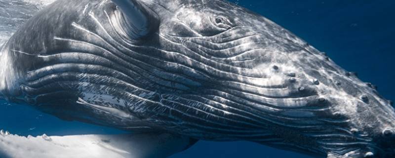鲸鱼的简单介绍 鲸鱼的简单介绍20字