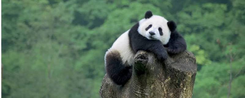 大熊猫又称 大熊猫别称叫什么