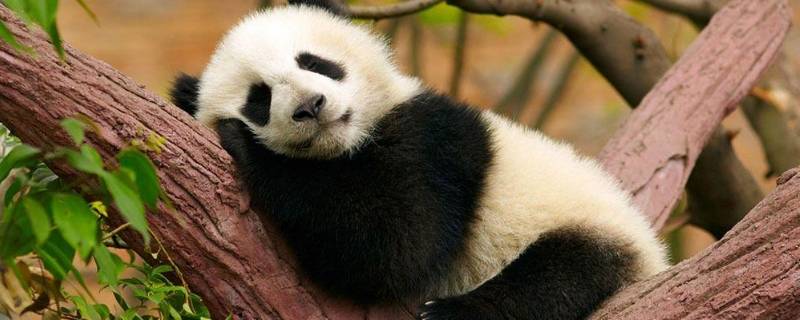 大熊猫除了吃竹子还吃什么 大熊猫除了吃竹子还吃什么?
