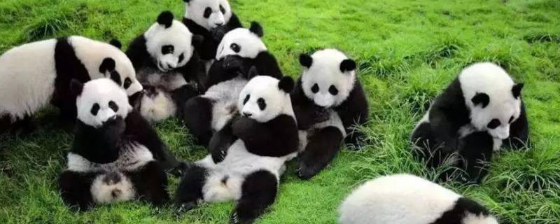 熊猫的名称有哪些 关于熊猫的名字大全