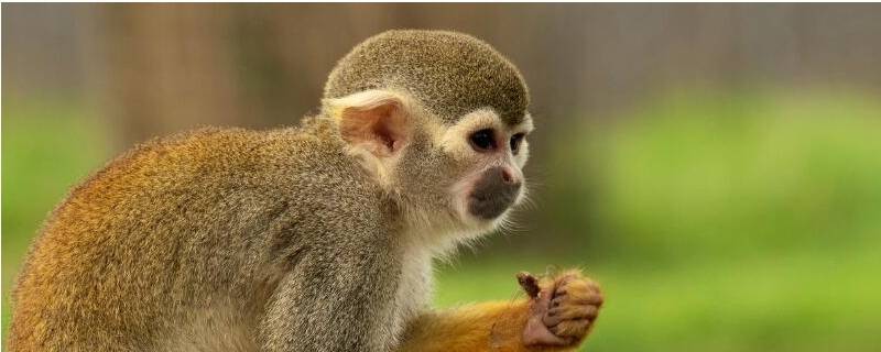 小猴子的长尾巴的作用是什么 小猴子的尾巴是什么样的,有什么用