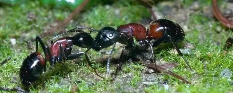 蚂蚁的本能有哪些（蚂蚁的本能和本领是什么）