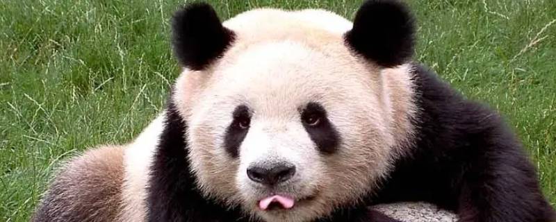 大熊猫有哪三个特点 大熊猫都有哪些特点