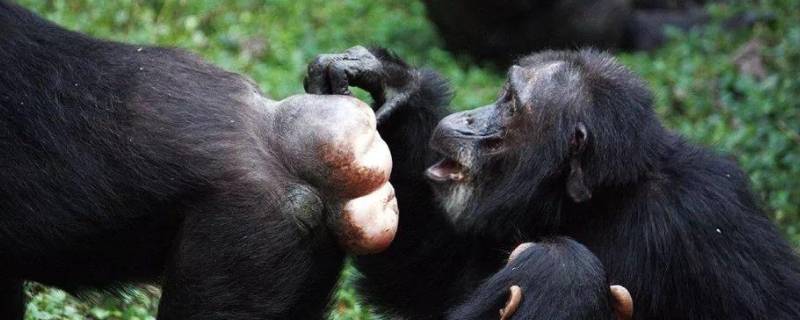 黑猩猩的特点 黑猩猩的特点和外形描述