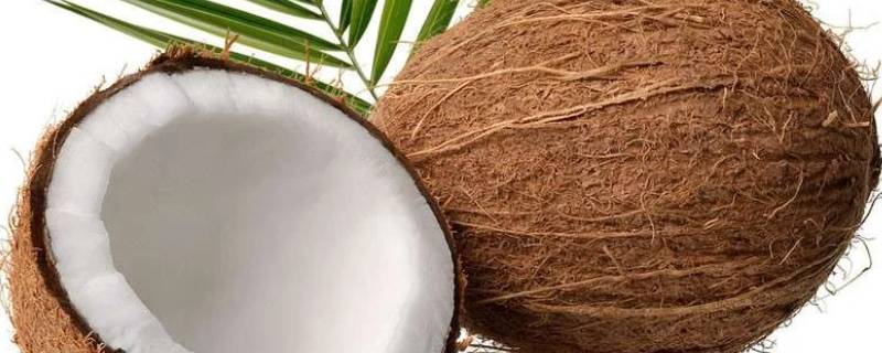 老椰子水为什么是酸的 老椰子水发酸