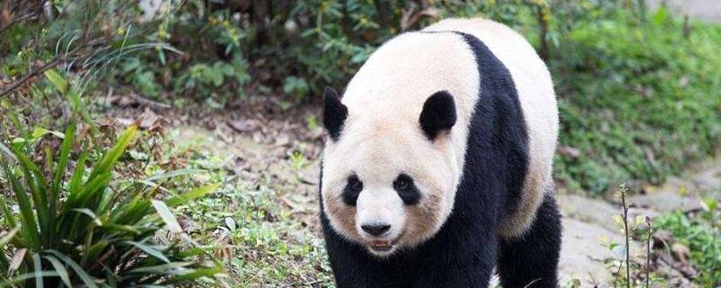 大熊猫的寿命一般是多少岁 大熊猫的寿命大约是多少岁