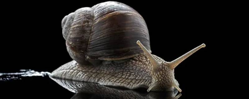 蜗牛的壳怎么来的 小蜗牛的壳是怎么来的