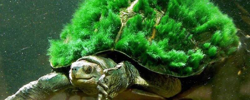 绿毛龟的特点 绿毛龟从哪些方面介绍绿毛龟的