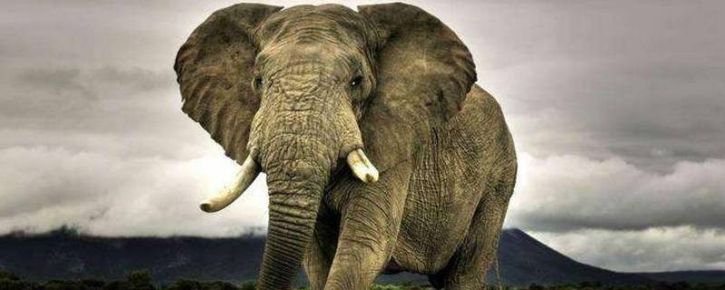 大象是叫一只还是一头 请问是一只大象还是一头大象