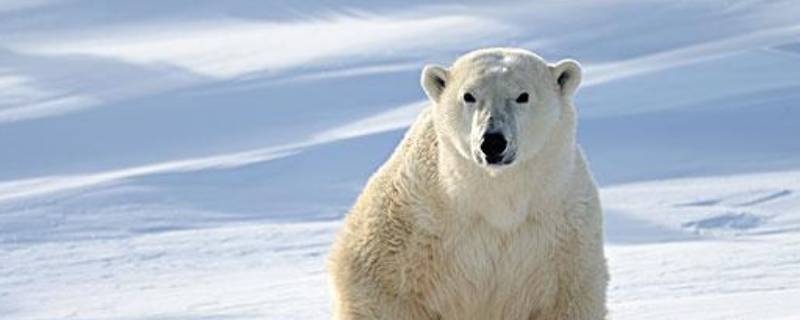 北极熊的哺乳方式是什么（北极熊的哺乳方式是怎样的）