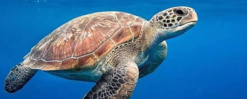 海龟的特点 海龟的特点和生活特征