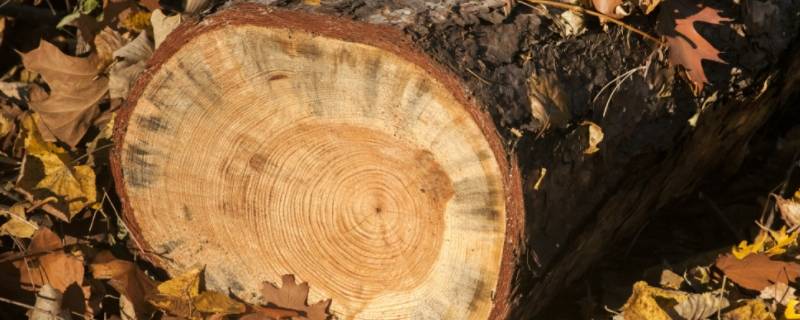木头密度多大 什么木头的密度最大