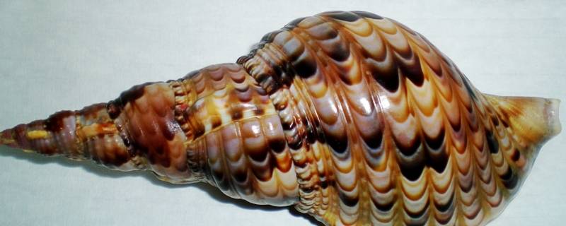 凤尾螺是不是保护动物（凤螺是保护物种吗）