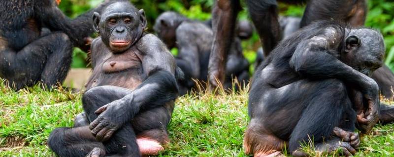 倭黑猩猩的特点（倭黑猩猩和黑猩猩）