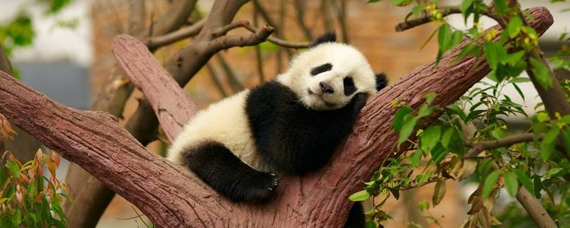 国宝大熊猫寿命 国宝大熊猫寿命,繁值