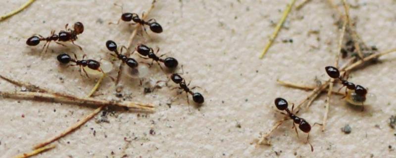 宿舍有蚂蚁怎么办 宿舍有蚂蚁怎么处理比较实用