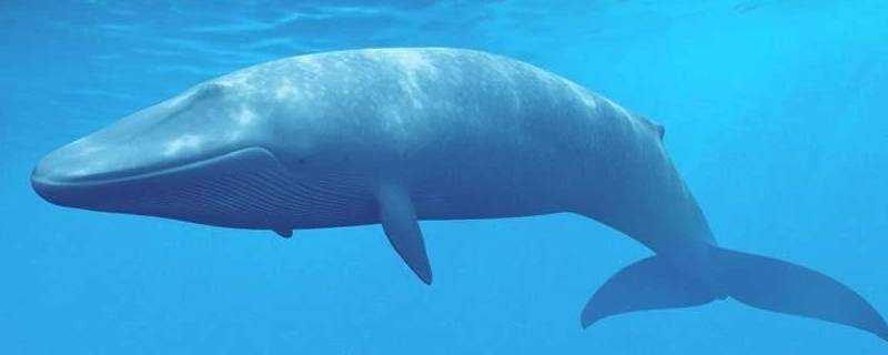 蓝鲸寿命 蓝鲸寿命一般多少年