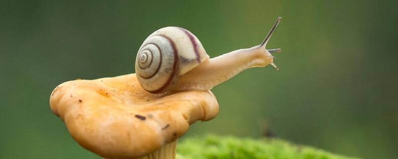 蜗牛是怎么形成的（蜗牛是怎么形成的视频）