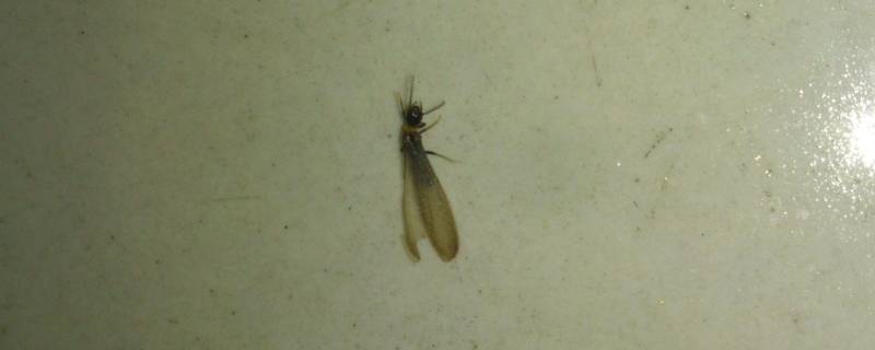 大水虫为什么会掉翅膀 虫子的翅膀沾了小水珠飞不高