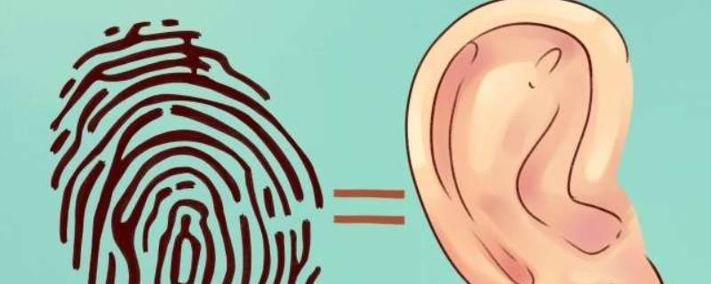 耳朵的本领有哪些 哪些动物耳朵的特殊本领