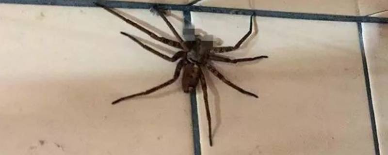 家里放什么能防止蜘蛛 家里怎么防止蜘蛛
