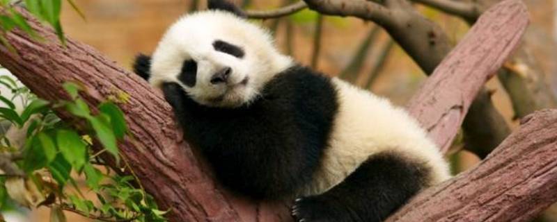 大熊猫如何睡觉（大熊猫睡觉）