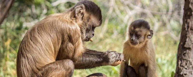 巴西长髯卷尾猴的特点 长尾猴的特征有什么