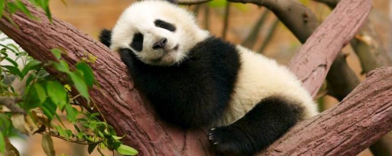 大熊猫睡觉的姿势（大熊猫睡觉的姿势描写）