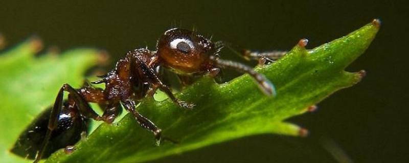 蚂蚁打架的原因是什么 两只蚂蚁打架的原因是什么